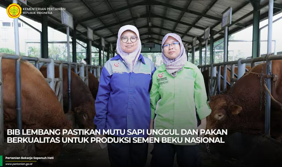 BIB Lembang Pastikan Mutu Sapi Unggul